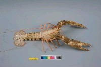 史氏擬海螯蝦藏品圖，第7張